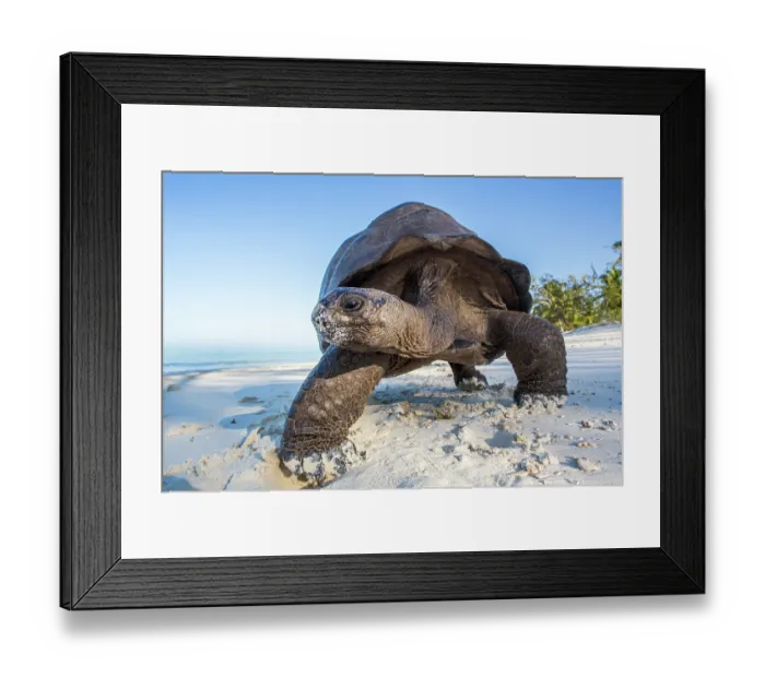 Framed Print : Aldabra giant tortoise (Aldabrachelys gigantea) walking on sandy beach, Aldabra Atoll, Seychelles Framed Print : Aldabra giant tortoise (Aldabrachelys gigantea) walking on sandy beach, Aldabra Atoll, Seychelles