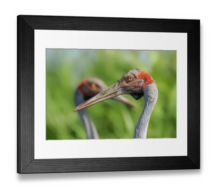 Framed Print : RF - Brolgas (Grus rubicunda) pair, head portrait, Corroboree Billabong, Northern Territory, Australia. (This image may be licensed either as rights managed or royalty free.) Framed Print : RF - Brolgas (Grus rubicunda) pair, head portrait, Corroboree Billabong, Northern Territory, Australia. (This image may be licensed either as rights managed or royalty free.)