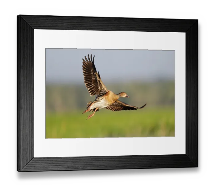 Framed Print : Plumed whistling duck (Dendrocygna eytoni) taking flight, Corroborree Billabong, Northern Territory, Australia Framed Print : Plumed whistling duck (Dendrocygna eytoni) taking flight, Corroborree Billabong, Northern Territory, Australia