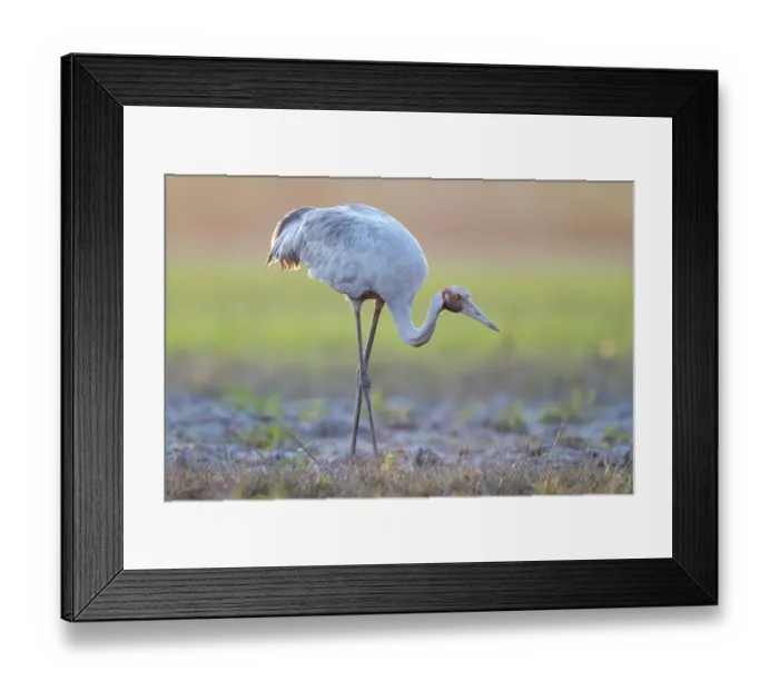 Framed Print : Brolga (Grus rubicunda) foraging on the floodplains of Corroboree Billabong at sunset, Northern Territory, Australia