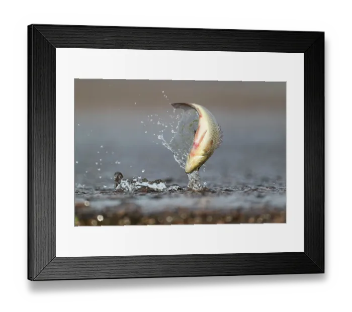 Framed Print : Spangled perch (Leiopotherapon unicolor) leaping out of water as it is pushed through the overflow at Fogg Dam Conservation Reserve, Northern Territory, Australia Framed Print : Spangled perch (Leiopotherapon unicolor) leaping out of water as it is pushed through the overflow at Fogg Dam Conservation Reserve, Northern Territory, Australia
