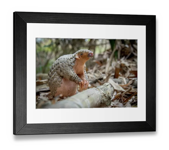Framed Print : Formosan pangolin (Manis pentadactyla pentadactyla) rescued and released into Bamboo forest near Matou, Southern Taiwan. Critically endangered Framed Print : Formosan pangolin (Manis pentadactyla pentadactyla) rescued and released into Bamboo forest near Matou, Southern Taiwan. Critically endangered