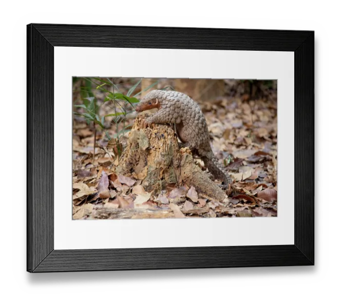 Framed Print : A rescued and released Formosan pangolin (Manis pentadactyla pentadactyla) feeding on termites within an old tree trunk, Pingtung, Southern Taiwan. Critically endangered Framed Print : A rescued and released Formosan pangolin (Manis pentadactyla pentadactyla) feeding on termites within an old tree trunk, Pingtung, Southern Taiwan. Critically endangered