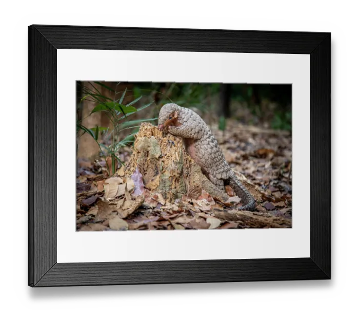 Framed Print : A rescued and released Formosan pangolin (Manis pentadactyla pentadactyla) feeding on termites within an old tree trunk, Pingtung, Southern Taiwan. Critically endangered Framed Print : A rescued and released Formosan pangolin (Manis pentadactyla pentadactyla) feeding on termites within an old tree trunk, Pingtung, Southern Taiwan. Critically endangered
