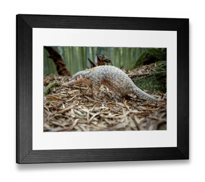 Framed Print : Formosan pangolin (Manis pentadactyla pentadactyla) rescued infant, aged 3 months, soft-release as part of rehabilitation and reintroduction to the wild Framed Print : Formosan pangolin (Manis pentadactyla pentadactyla) rescued infant, aged 3 months, soft-release as part of rehabilitation and reintroduction to the wild