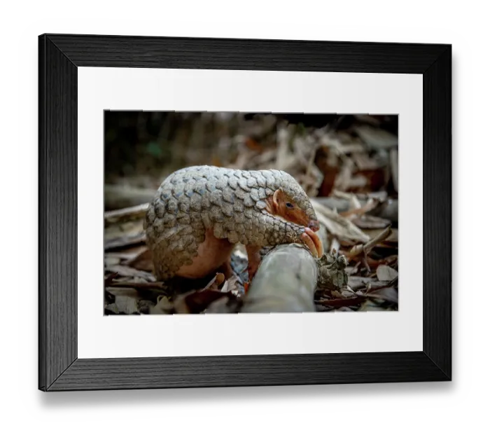 Framed Print : Formosan pangolin (Manis pentadactyla pentadactyla) rescued and released into Bamboo forest near Matou, Southern Taiwan. Critically endangered Framed Print : Formosan pangolin (Manis pentadactyla pentadactyla) rescued and released into Bamboo forest near Matou, Southern Taiwan. Critically endangered