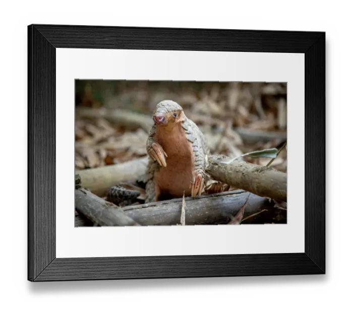 Framed Print : Formosan pangolin (Manis pentadactyla pentadactyla) rescued and released into Bamboo forest near Matou, Southern Taiwan. Critically endangered Framed Print : Formosan pangolin (Manis pentadactyla pentadactyla) rescued and released into Bamboo forest near Matou, Southern Taiwan. Critically endangered
