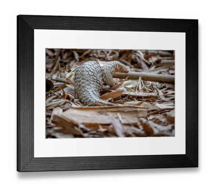 Framed Print : Formosan pangolin (Manis pentadactyla pentadactyla) rescued and released into Bamboo forest near Matou, Southern Taiwan. Critically endangered Framed Print : Formosan pangolin (Manis pentadactyla pentadactyla) rescued and released into Bamboo forest near Matou, Southern Taiwan. Critically endangered