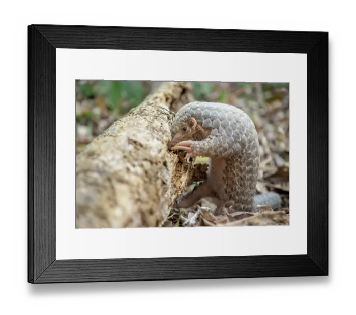 Framed Print : Formosan pangolin (Manis pentadactyla pentadactyla) rescued infant, aged 3 months, soft-release as part of rehabilitation and reintroduction to the wild Framed Print : Formosan pangolin (Manis pentadactyla pentadactyla) rescued infant, aged 3 months, soft-release as part of rehabilitation and reintroduction to the wild