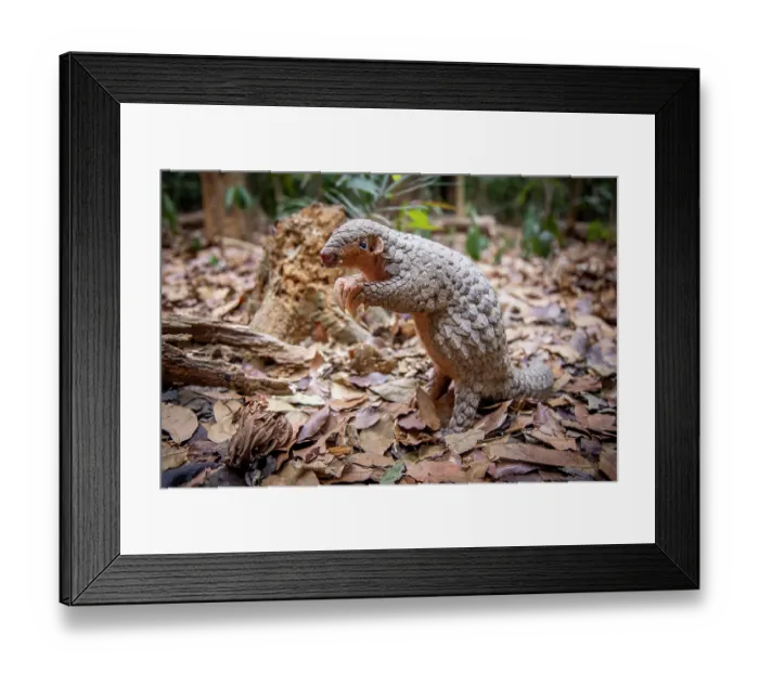 Framed Print : A rescued and released Formosan pangolin (Manis pentadactyla pentadactyla) standing in forest, Pingtung, Southern Taiwan. Critically endangered Framed Print : A rescued and released Formosan pangolin (Manis pentadactyla pentadactyla) standing in forest, Pingtung, Southern Taiwan. Critically endangered