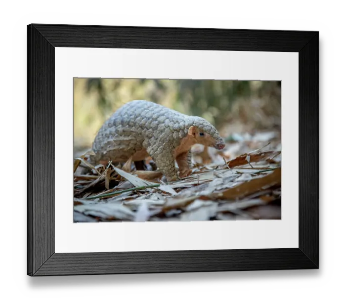 Framed Print : Formosan pangolin (Manis pentadactyla pentadactyla) rescued and released into Bamboo forest near Matou, Southern Taiwan. Critically endangered