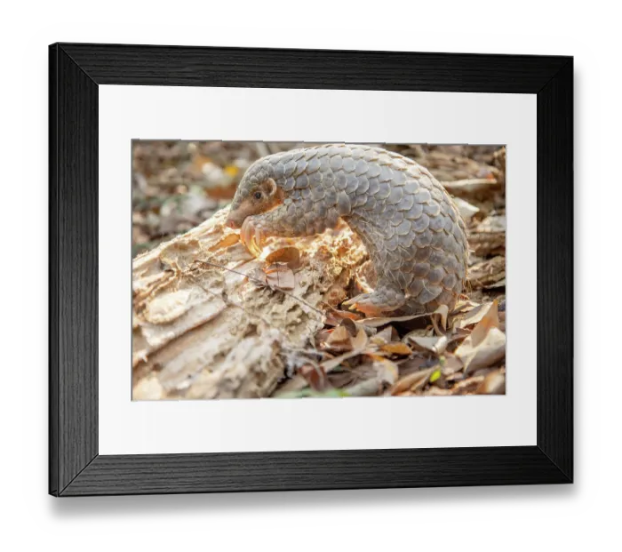 Framed Print : Formosan pangolin (Manis pentadactyla pentadactyla) rescued infant, aged 3 months, soft-release as part of rehabilitation and reintroduction to the wild Framed Print : Formosan pangolin (Manis pentadactyla pentadactyla) rescued infant, aged 3 months, soft-release as part of rehabilitation and reintroduction to the wild