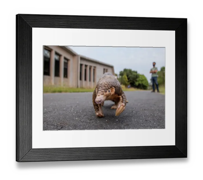 Framed Print : Formosan pangolin (Manis pentadactyla pentadactyla) rescued and injured, being rehabilitated at Taiwan Endemic Species Research Institute, Pingtung, Southern Taiwan Framed Print : Formosan pangolin (Manis pentadactyla pentadactyla) rescued and injured, being rehabilitated at Taiwan Endemic Species Research Institute, Pingtung, Southern Taiwan