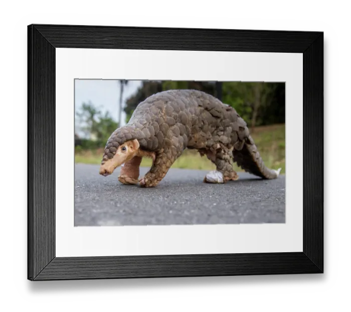 Framed Print : Formosan pangolin (Manis pentadactyla pentadactyla) rescued and injured, being rehabilitated at Taiwan Endemic Species Research Institute, Pingtung, Southern Taiwan Framed Print : Formosan pangolin (Manis pentadactyla pentadactyla) rescued and injured, being rehabilitated at Taiwan Endemic Species Research Institute, Pingtung, Southern Taiwan