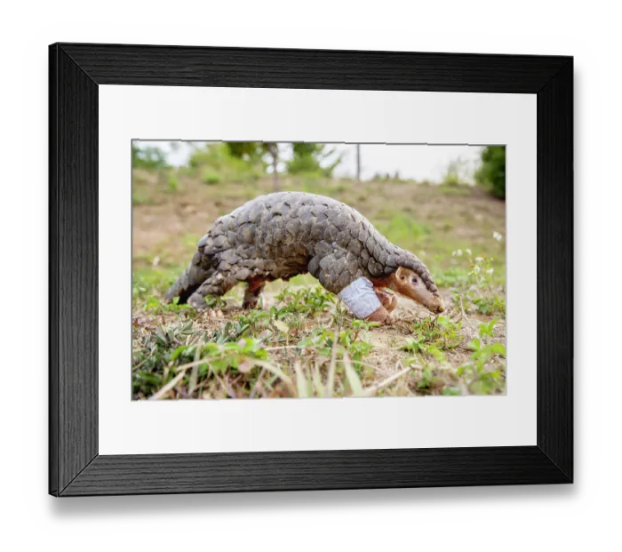 Framed Print : Formosan pangolin (Manis pentadactyla pentadactyla) rescued and injured, being rehabilitated at Taiwan Endemic Species Research Institute, Pingtung, Southern Taiwan Framed Print : Formosan pangolin (Manis pentadactyla pentadactyla) rescued and injured, being rehabilitated at Taiwan Endemic Species Research Institute, Pingtung, Southern Taiwan