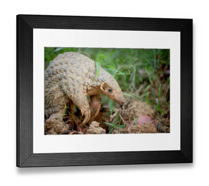 Framed Print : Formosan pangolin (Manis pentadactyla pentadactyla) portrait, Pingtung, Southern Taiwan Framed Print : Formosan pangolin (Manis pentadactyla pentadactyla) portrait, Pingtung, Southern Taiwan