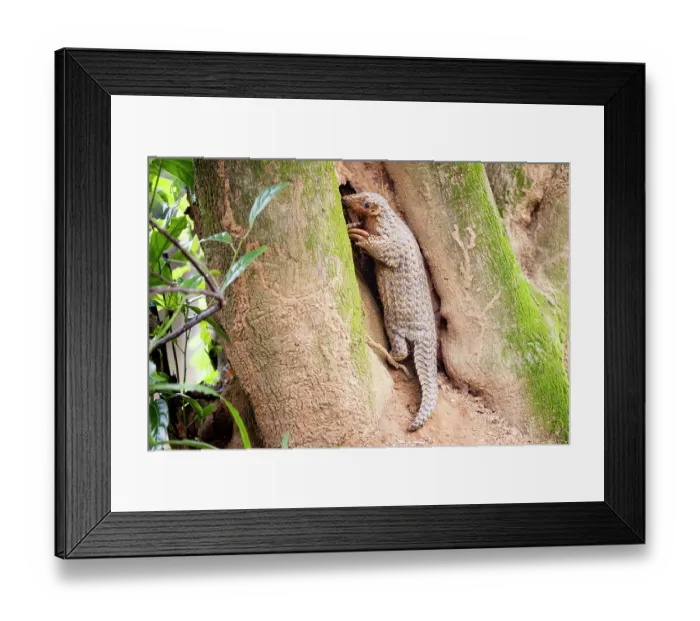 Framed Print : Formosan pangolin (Manis pentadactyla pentadactyla) climbing up a tree, feeding on ants, Pingtung, Southern Taiwan Framed Print : Formosan pangolin (Manis pentadactyla pentadactyla) climbing up a tree, feeding on ants, Pingtung, Southern Taiwan