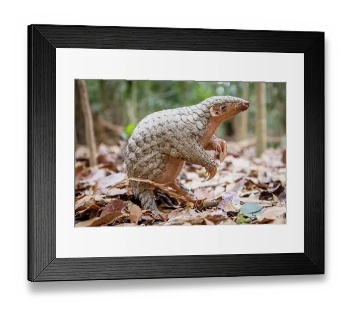 Framed Print : A rescued and released Formosan pangolin (Manis pentadactyla pentadactyla) standing in forest, Pingtung, Southern Taiwan. Critically endangered Framed Print : A rescued and released Formosan pangolin (Manis pentadactyla pentadactyla) standing in forest, Pingtung, Southern Taiwan. Critically endangered
