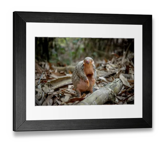 Framed Print : Formosan pangolin (Manis pentadactyla pentadactyla) rescued and released into Bamboo forest near Matou, Southern Taiwan. Critically endangered Framed Print : Formosan pangolin (Manis pentadactyla pentadactyla) rescued and released into Bamboo forest near Matou, Southern Taiwan. Critically endangered