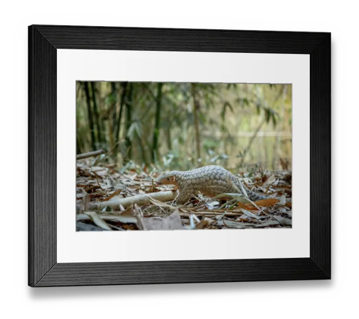 Framed Print : Formosan pangolin (Manis pentadactyla pentadactyla) rescued and released into Bamboo forest near Matou, Southern Taiwan. Critically endangered Framed Print : Formosan pangolin (Manis pentadactyla pentadactyla) rescued and released into Bamboo forest near Matou, Southern Taiwan. Critically endangered