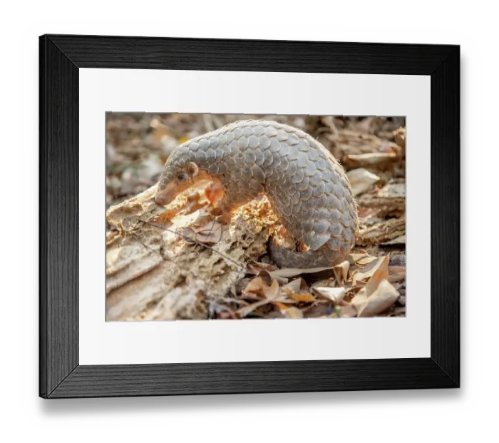 Framed Print : Formosan pangolin (Manis pentadactyla pentadactyla) rescued infant, aged 3 months, soft-release as part of rehabilitation and reintroduction to the wild Framed Print : Formosan pangolin (Manis pentadactyla pentadactyla) rescued infant, aged 3 months, soft-release as part of rehabilitation and reintroduction to the wild
