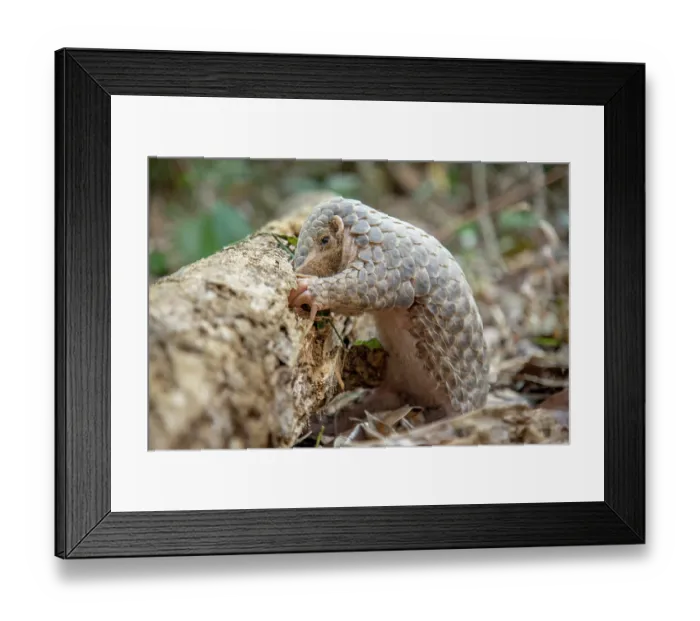 Framed Print : Formosan pangolin (Manis pentadactyla pentadactyla) rescued infant, aged 3 months, soft-release as part of rehabilitation and reintroduction to the wild Framed Print : Formosan pangolin (Manis pentadactyla pentadactyla) rescued infant, aged 3 months, soft-release as part of rehabilitation and reintroduction to the wild