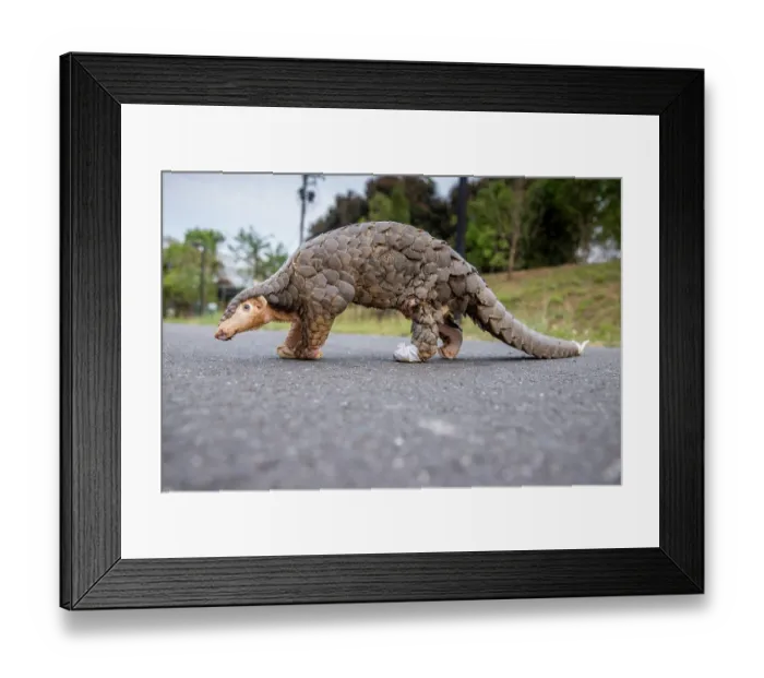 Framed Print : Formosan pangolin (Manis pentadactyla pentadactyla) rescued and injured, being rehabilitated at Taiwan Endemic Species Research Institute, Pingtung, Southern Taiwan Framed Print : Formosan pangolin (Manis pentadactyla pentadactyla) rescued and injured, being rehabilitated at Taiwan Endemic Species Research Institute, Pingtung, Southern Taiwan