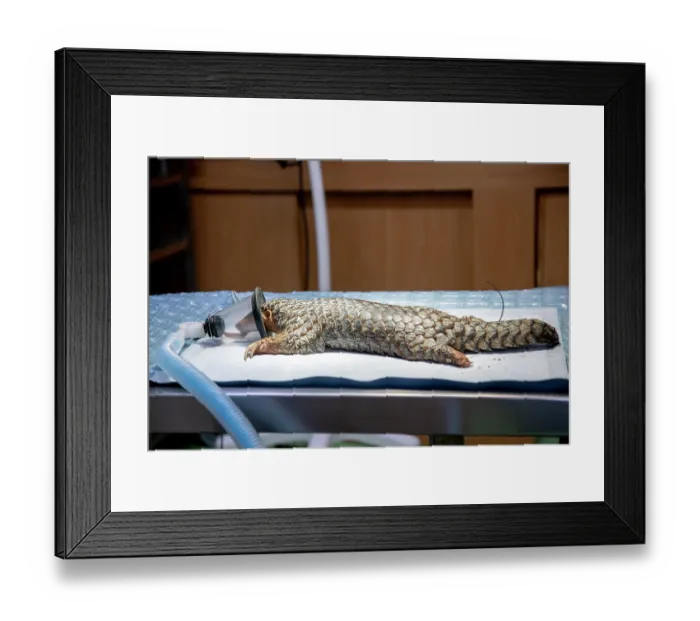 Framed Print : A rescued Formosan pangolin (Manis pentadactyla pentadactyla) anaesthetized, Pingtung Rescue Center for Endangered Wild Animals, Taiwan. Critically endangered Framed Print : A rescued Formosan pangolin (Manis pentadactyla pentadactyla) anaesthetized, Pingtung Rescue Center for Endangered Wild Animals, Taiwan. Critically endangered