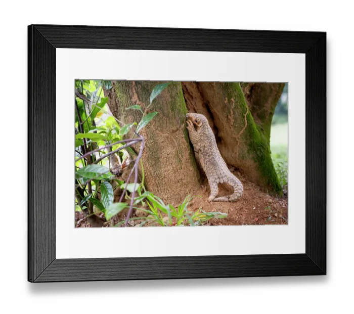 Framed Print : Formosan pangolin (Manis pentadactyla pentadactyla) climbing up a tree, feeding on ants, Pingtung, Southern Taiwan Framed Print : Formosan pangolin (Manis pentadactyla pentadactyla) climbing up a tree, feeding on ants, Pingtung, Southern Taiwan