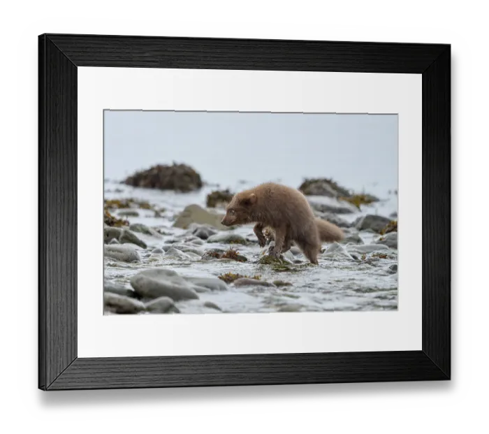 Framed Print : Arctic fox (Vulpes lagopus) male, blue morph in winter coat, walking over rocks in shallow water along the shore, Hornstrandir Nature Reserve, Iceland. March Framed Print : Arctic fox (Vulpes lagopus) male, blue morph in winter coat, walking over rocks in shallow water along the shore, Hornstrandir Nature Reserve, Iceland. March