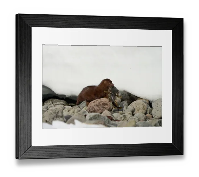 Framed Print : American mink (Neogale vison) carrying Shorthorn sculpin (Myoxocephalus scorpius) prey in mouth, Hornstrandir Nature Reserve, Iceland. March Framed Print : American mink (Neogale vison) carrying Shorthorn sculpin (Myoxocephalus scorpius) prey in mouth, Hornstrandir Nature Reserve, Iceland. March