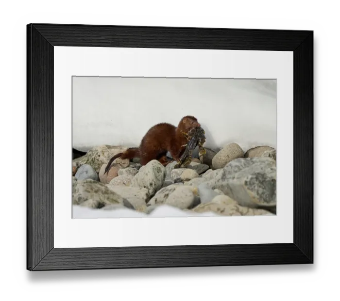 Framed Print : American mink (Neogale vison) carrying Shorthorn sculpin (Myoxocephalus scorpius) prey in mouth, Hornstrandir Nature Reserve, Iceland. March Framed Print : American mink (Neogale vison) carrying Shorthorn sculpin (Myoxocephalus scorpius) prey in mouth, Hornstrandir Nature Reserve, Iceland. March