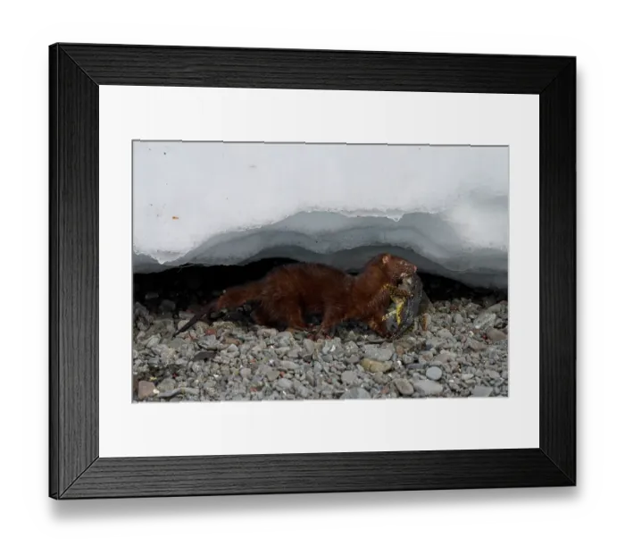 Framed Print : American mink (Neogale vison) carrying Shorthorn sculpin (Myoxocephalus scorpius) prey in mouth, Hornstrandir Nature Reserve, Iceland. March Framed Print : American mink (Neogale vison) carrying Shorthorn sculpin (Myoxocephalus scorpius) prey in mouth, Hornstrandir Nature Reserve, Iceland. March
