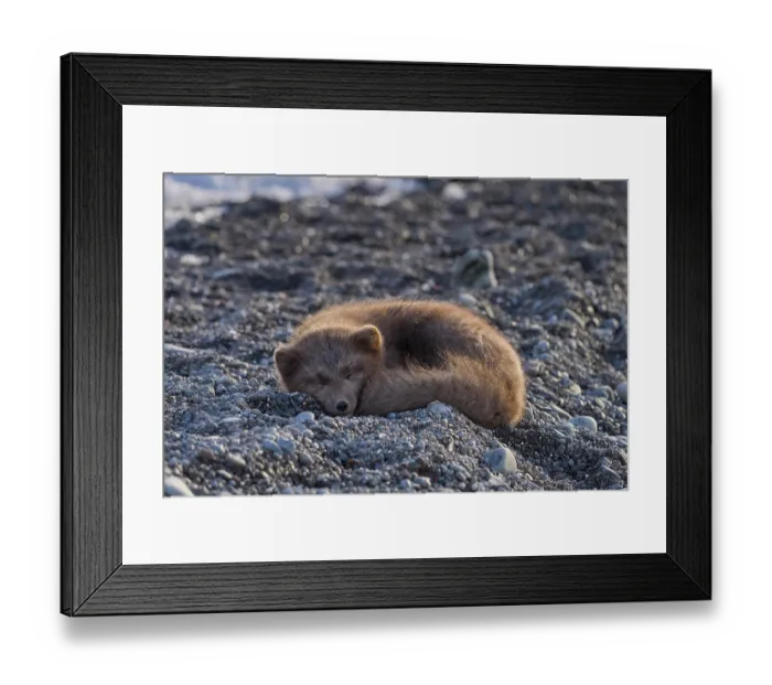 Framed Print : Arctic fox (Vulpes lagopus) male, blue morph in winter coat, resting on the beach, Hornstrandir Nature Reserve, Iceland. March. Controlled conditions Framed Print : Arctic fox (Vulpes lagopus) male, blue morph in winter coat, resting on the beach, Hornstrandir Nature Reserve, Iceland. March. Controlled conditions