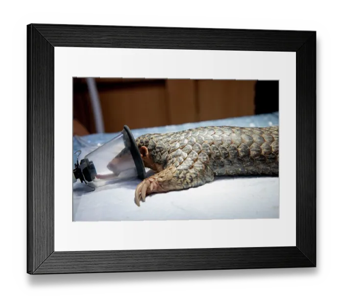 Framed Print : A rescued Formosan pangolin (Manis pentadactyla pentadactyla) anaesthetized, Pingtung Rescue Center for Endangered Wild Animals, Taiwan. Critically endangered Framed Print : A rescued Formosan pangolin (Manis pentadactyla pentadactyla) anaesthetized, Pingtung Rescue Center for Endangered Wild Animals, Taiwan. Critically endangered