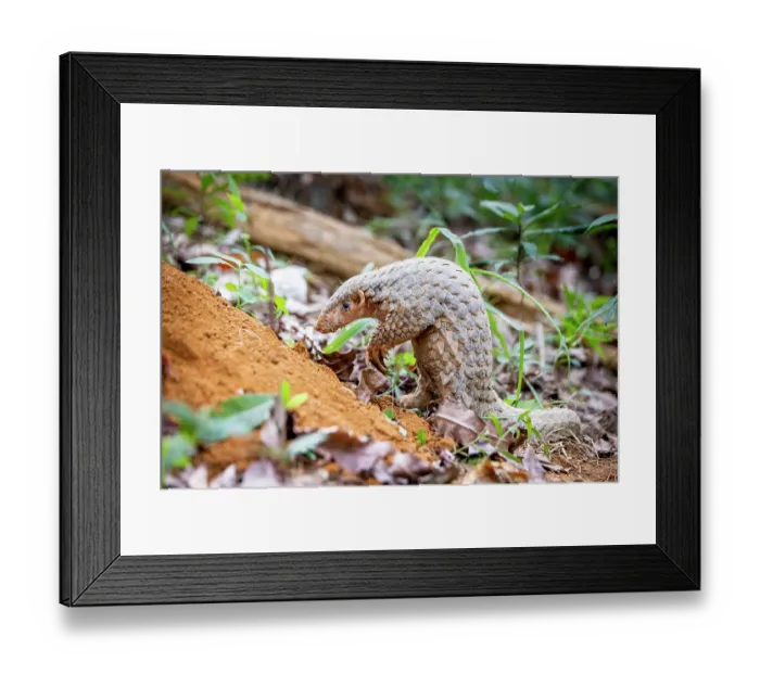 Framed Print : Formosan pangolin (Manis pentadactyla pentadactyla) walking in woodland, Pingtung, Southern Taiwan Framed Print : Formosan pangolin (Manis pentadactyla pentadactyla) walking in woodland, Pingtung, Southern Taiwan