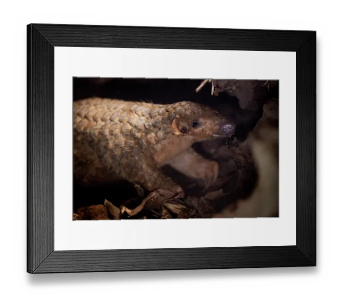 Framed Print : Formosan pangolin (Manis pentadactyla pentadactyla) feeding on termites within an old tree trunk, Pingtung, Southern Taiwan. Critically endangered