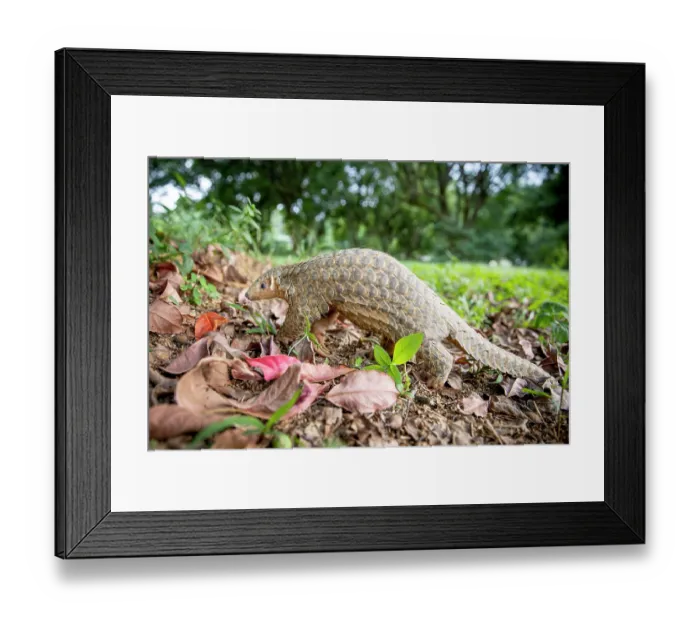 Framed Print : Formosan pangolin (Manis pentadactyla pentadactyla) walking in woodland, Pingtung, Southern Taiwan