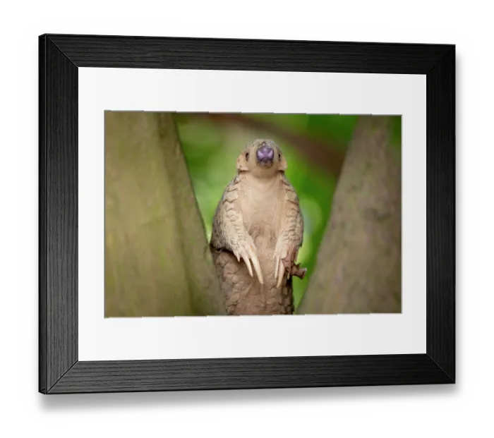 Framed Print : Formosan pangolin (Manis pentadactyla pentadactyla) climbing in a tree, Pingtung, Southern Taiwan Framed Print : Formosan pangolin (Manis pentadactyla pentadactyla) climbing in a tree, Pingtung, Southern Taiwan