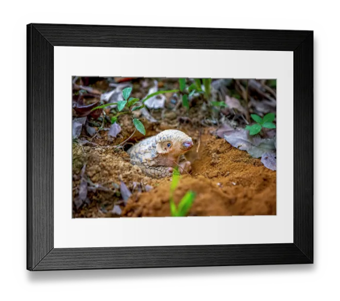 Framed Print : Formosan pangolin (Manis pentadactyla pentadactyla) emerging from its burrow, Pingtung, Southern Taiwan Framed Print : Formosan pangolin (Manis pentadactyla pentadactyla) emerging from its burrow, Pingtung, Southern Taiwan