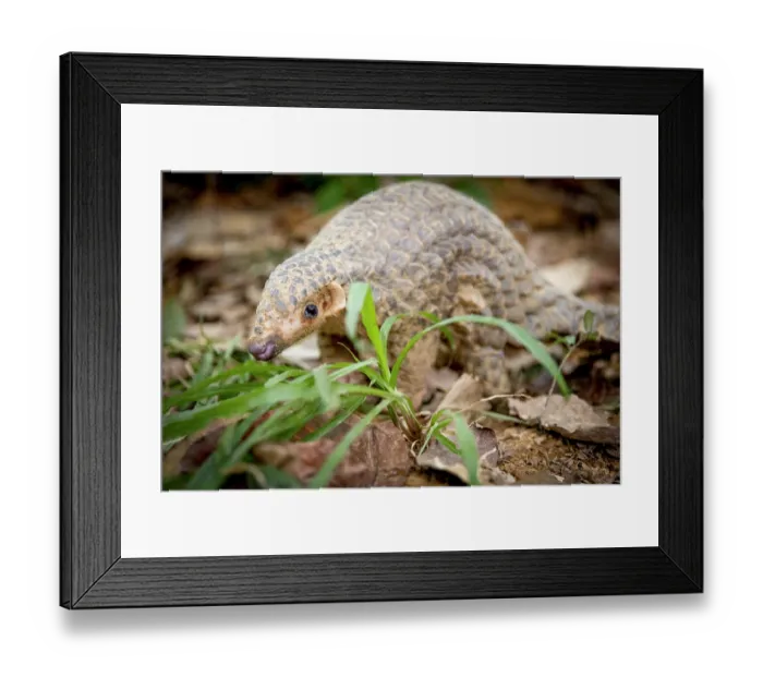 Framed Print : Formosan pangolin (Manis pentadactyla pentadactyla) standing on the ground, Pingtung, Southern Taiwan Framed Print : Formosan pangolin (Manis pentadactyla pentadactyla) standing on the ground, Pingtung, Southern Taiwan