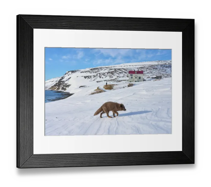 Framed Print : Arctic fox (Vulpes lagopus) male, blue morph in winter coat, walking over snow, Hornstrandir Nature Reserve, Iceland. March. Controlled conditions Framed Print : Arctic fox (Vulpes lagopus) male, blue morph in winter coat, walking over snow, Hornstrandir Nature Reserve, Iceland. March. Controlled conditions