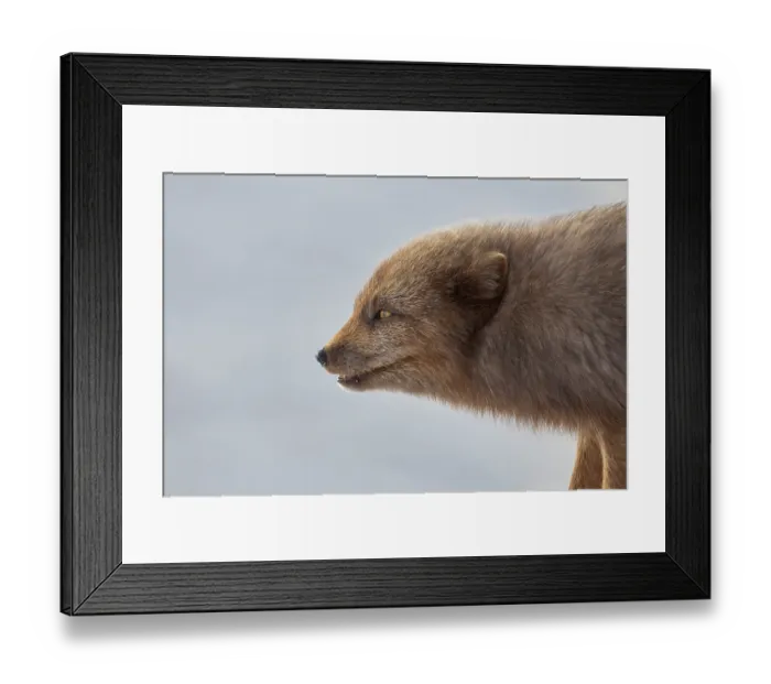 Framed Print : Arctic fox (Vulpes lagopus) male, blue morph in winter coat, portrait, Hornstrandir Nature Reserve, Iceland. March. Controlled conditions Framed Print : Arctic fox (Vulpes lagopus) male, blue morph in winter coat, portrait, Hornstrandir Nature Reserve, Iceland. March. Controlled conditions