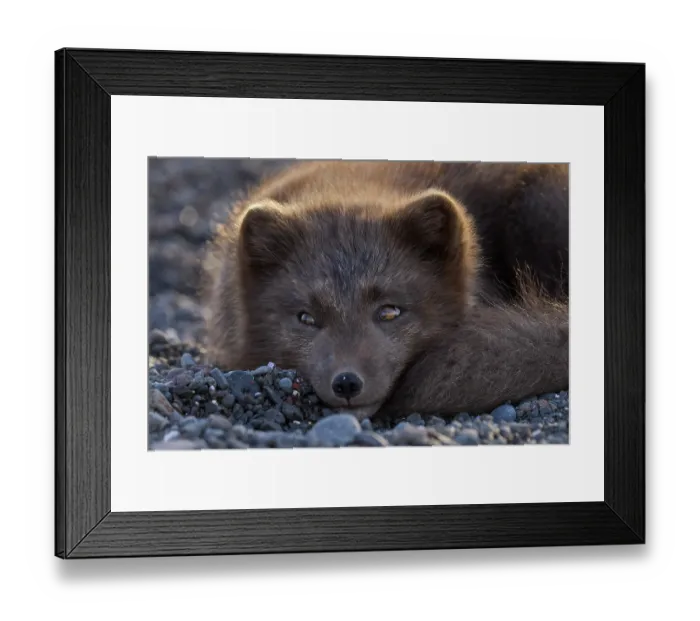 Framed Print : Arctic fox (Vulpes lagopus) male, blue morph in winter coat, resting on the beach, Hornstrandir Nature Reserve, Iceland. March. Controlled conditions Framed Print : Arctic fox (Vulpes lagopus) male, blue morph in winter coat, resting on the beach, Hornstrandir Nature Reserve, Iceland. March. Controlled conditions