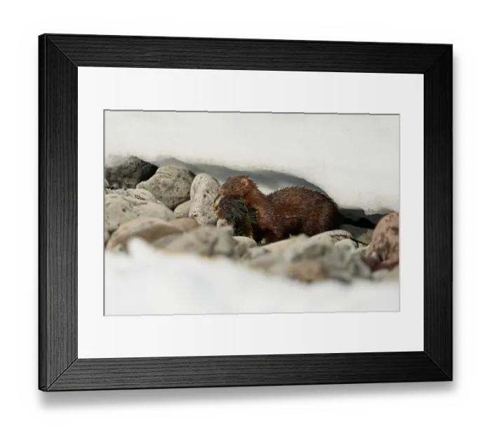 Framed Print : American mink (Neogale vison) carrying Shorthorn sculpin (Myoxocephalus scorpius) prey in mouth, Hornstrandir Nature Reserve, Iceland. March Framed Print : American mink (Neogale vison) carrying Shorthorn sculpin (Myoxocephalus scorpius) prey in mouth, Hornstrandir Nature Reserve, Iceland. March