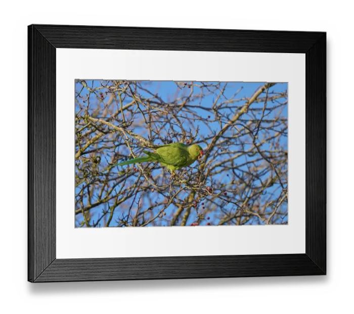 Framed Print : Ring-necked parakeet (Psittacula krameri) feeding on hawthorn berries, Reddish Vale Country Park, Greater Manchester, UK. December Framed Print : Ring-necked parakeet (Psittacula krameri) feeding on hawthorn berries, Reddish Vale Country Park, Greater Manchester, UK. December