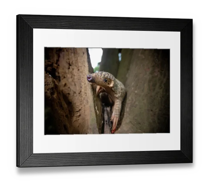 Framed Print : Formosan pangolin (Manis pentadactyla pentadactyla) climbing in a tree, feeding on ants, Pingtung, Southern Taiwan Framed Print : Formosan pangolin (Manis pentadactyla pentadactyla) climbing in a tree, feeding on ants, Pingtung, Southern Taiwan
