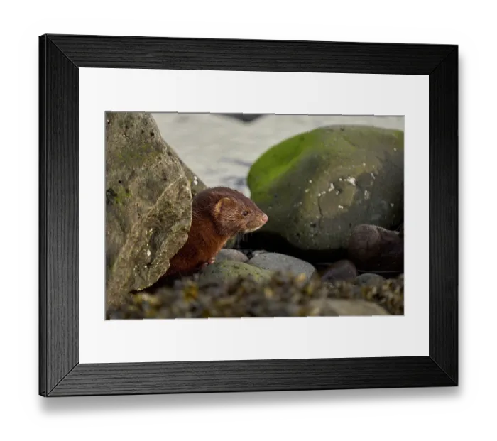 Framed Print : American mink (Neogale vison) resting among rocks along the shore, Hornstrandir Nature Reserve, Iceland. March Framed Print : American mink (Neogale vison) resting among rocks along the shore, Hornstrandir Nature Reserve, Iceland. March