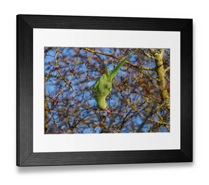 Framed Print : Ring-necked parakeet (Psittacula krameri) hanging upside down feeding on hawthorn berries, Reddish Vale Country Park, Greater Manchester, UK. December Framed Print : Ring-necked parakeet (Psittacula krameri) hanging upside down feeding on hawthorn berries, Reddish Vale Country Park, Greater Manchester, UK. December
