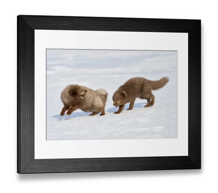Framed Print : Two Arctic foxes (Vulpes lagopus) male, blue morph in winter coat, fighting, Hornstrandir Nature Reserve, Iceland. March. Controlled conditions Framed Print : Two Arctic foxes (Vulpes lagopus) male, blue morph in winter coat, fighting, Hornstrandir Nature Reserve, Iceland. March. Controlled conditions